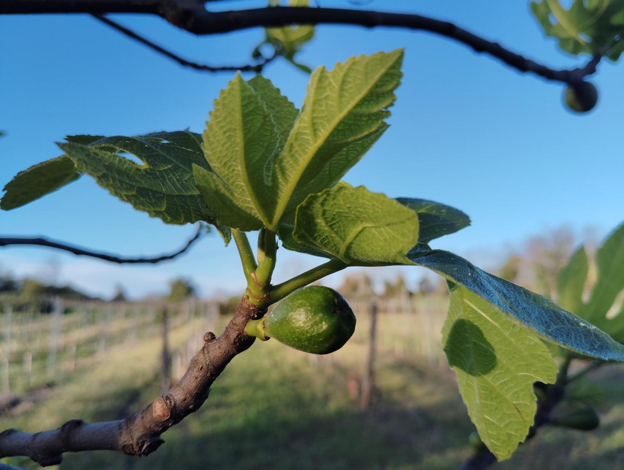 Gite L'Edenwine Doulezon ภายนอก รูปภาพ
